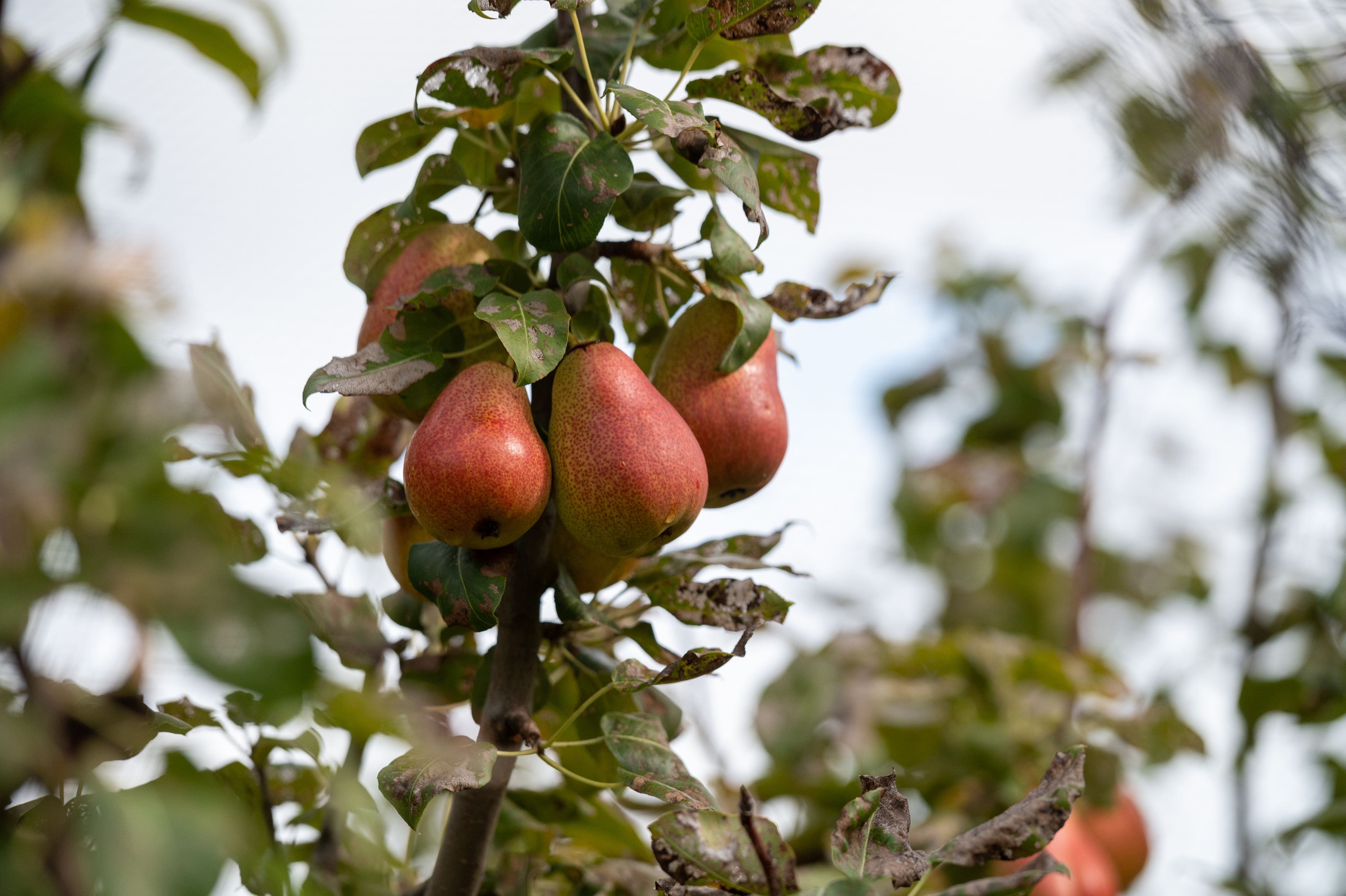 Harcourt pears