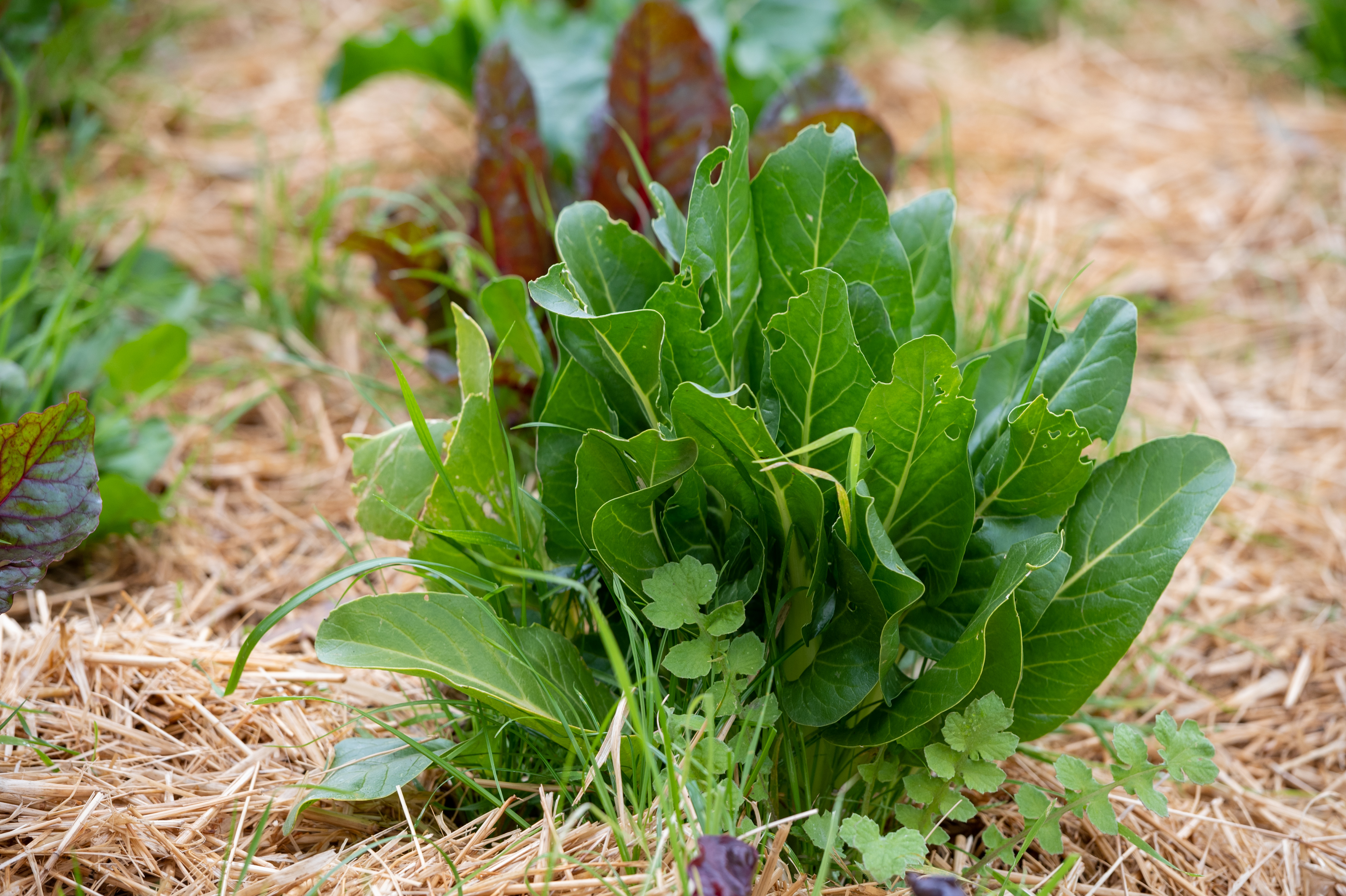 Veg Harcourt