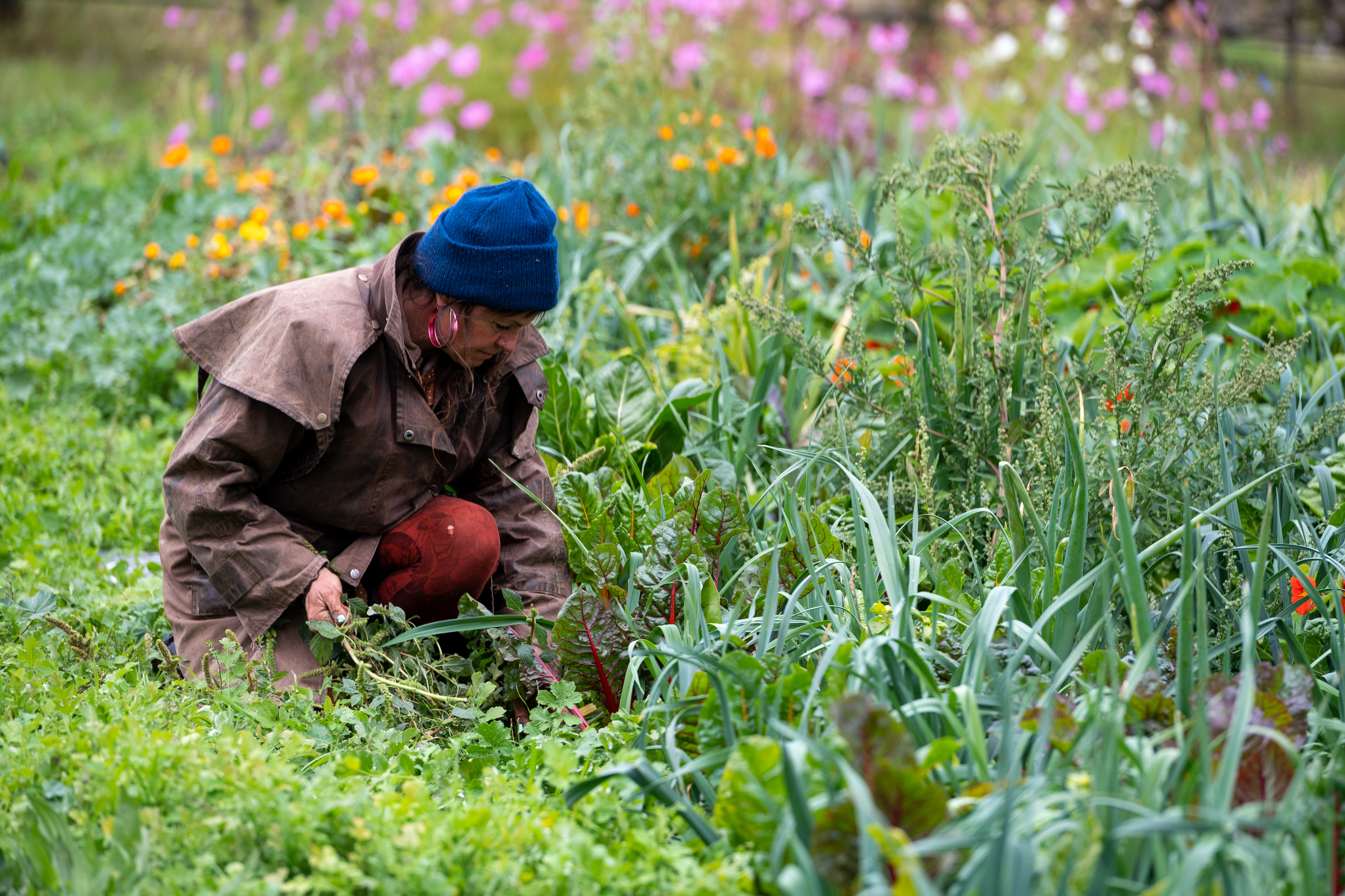 Gung Hoe Growers Harcourt