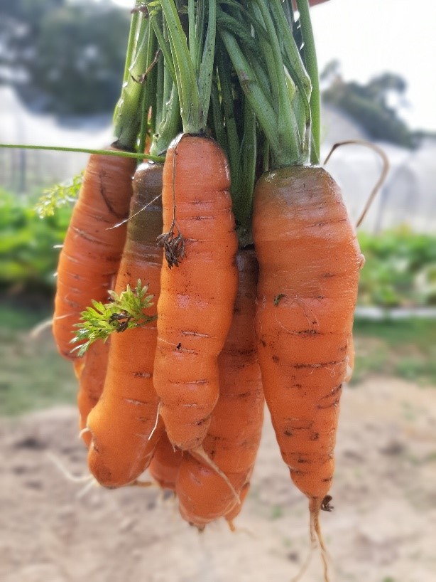 Mountain View Garlic carrots