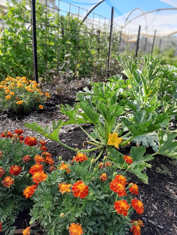 Mountain View Garlic garden