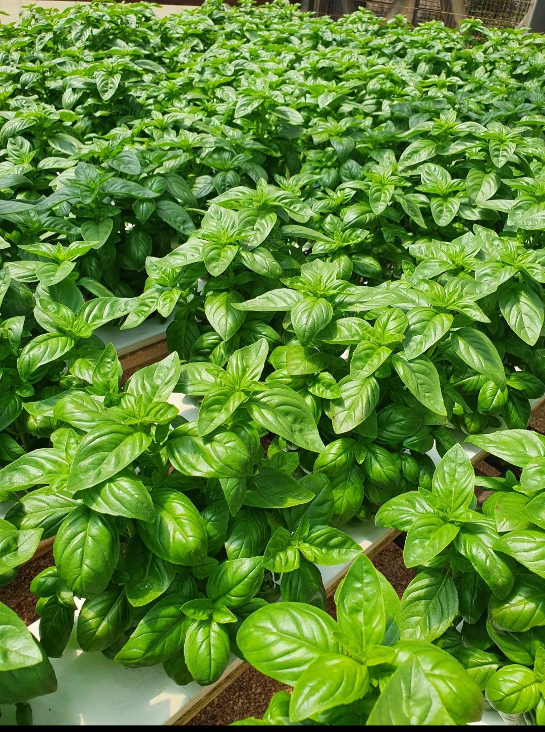 New Eden Herbs_basil1