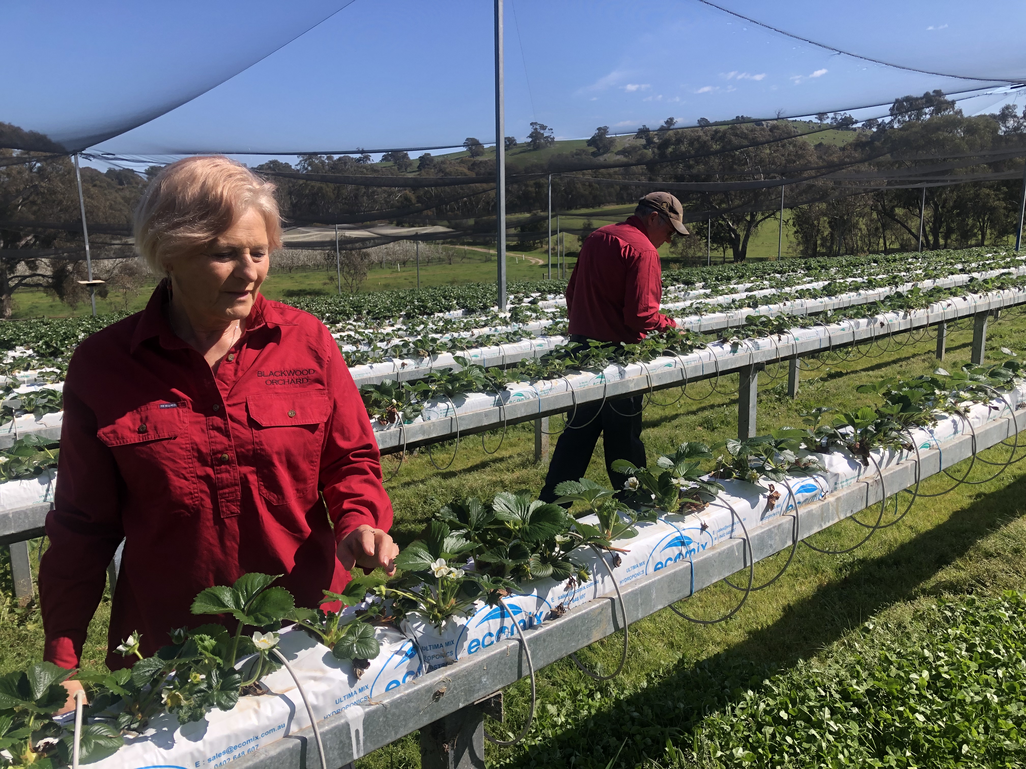 Strawberry Crop