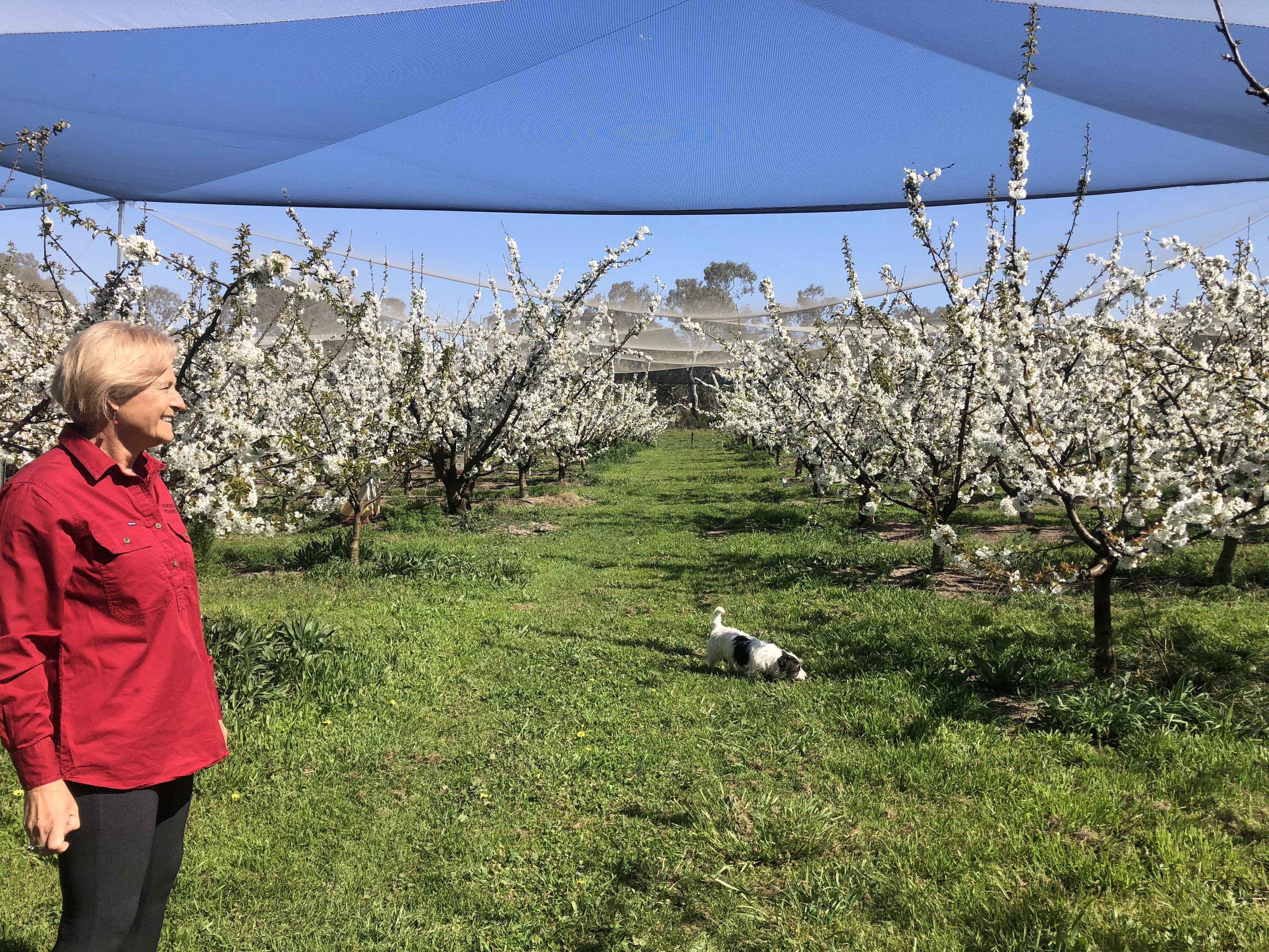 Susie among cherry blossom