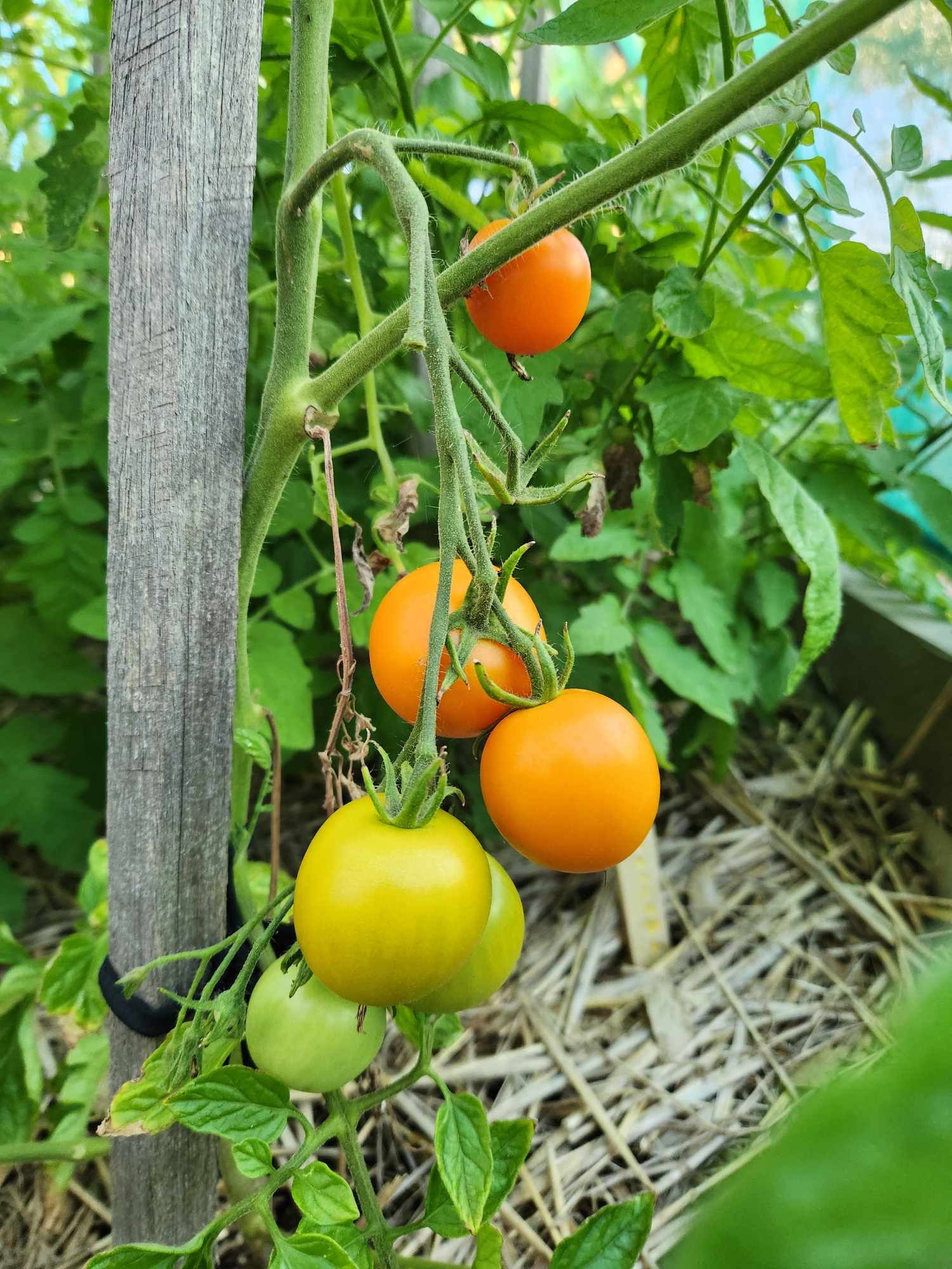 Axedale Community Garden1