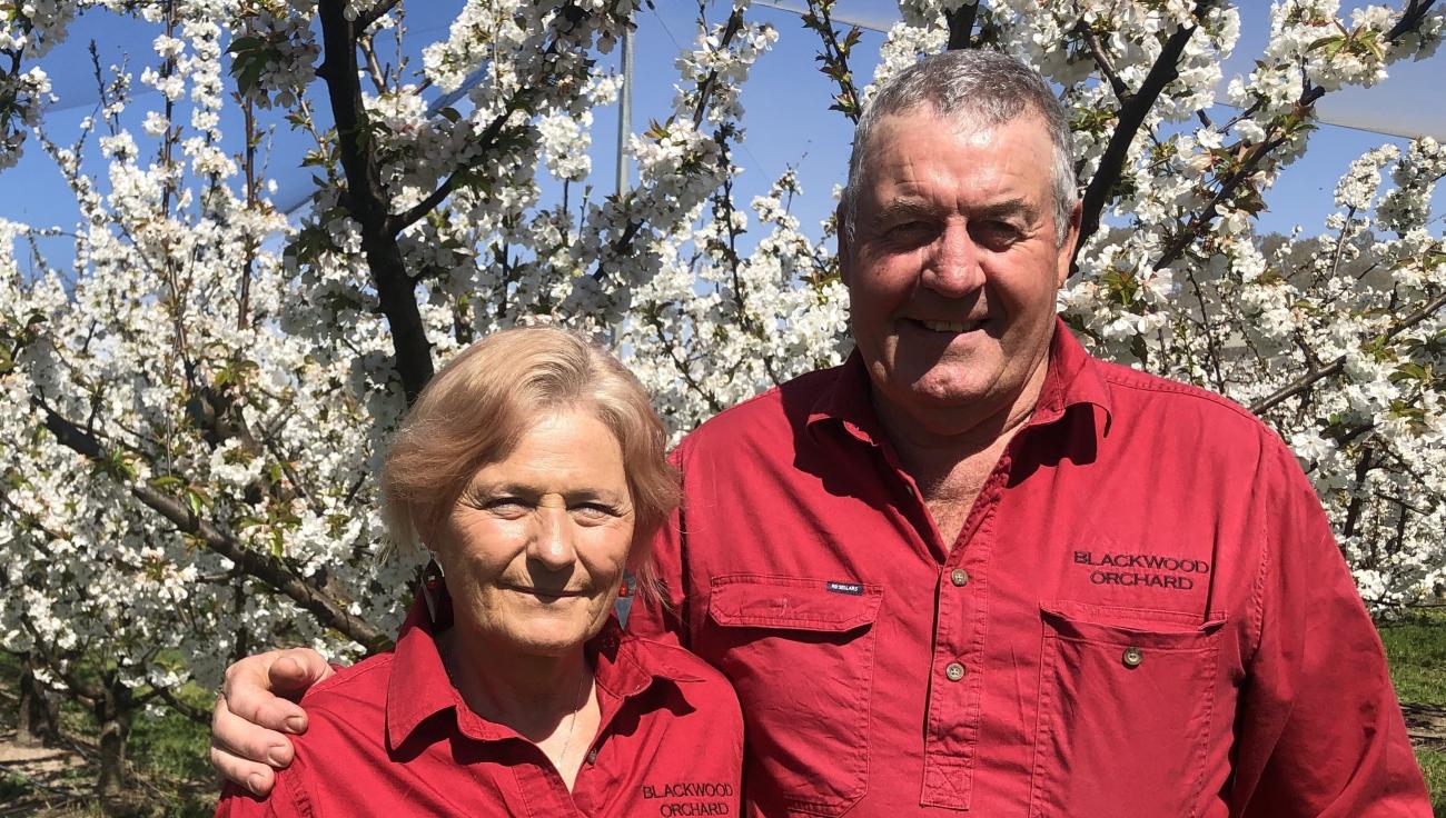 Colin and Susie and cherry orchard in full blossom