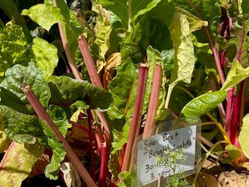 Echuca Twin Rivers Specialist School garden